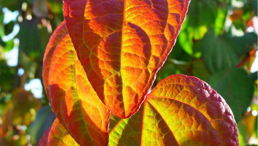 Heiby automne Wissembourg Haguenau Soultz sous forets - aménagements extérieurs pavage enrobé plantation paysagiste terrasse palissade