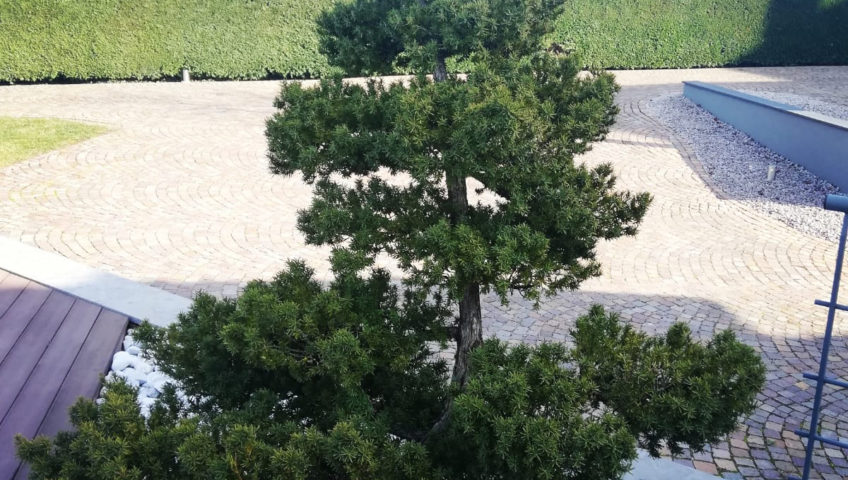 Heiby bonzai Wissembourg Haguenau Soultz sous forets - aménagements extérieurs pavage enrobé piscine plantation paysagiste escalier flottant