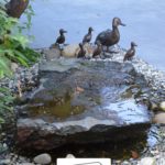 Heiby Wissembourg Haguenau Soultz sous forets - aménagements extérieurs pavage enrobé piscine plantation paysagiste escalier flottant ingwiller